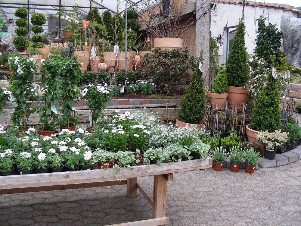 Gärtnerei Blumen Kress